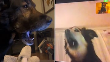 Reunited by technology: two dog best friends share a heartwarming video call
