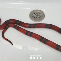 Sale por el lavabo una serpiente de leche hondureña