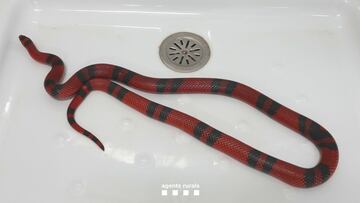 Sale por el lavabo una serpiente de leche hondureña