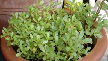 Purslane is an invasive plant, considered a weed in some cases, although it is edible and has many incredible properties that can be beneficial.