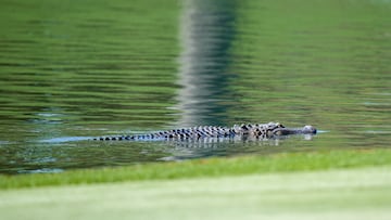 The man was taken to a hospital with non-life-threatening injuries. The alligator was euthanized by the Florida Fish and Wildlife Conservation Commission.