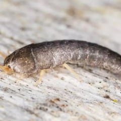 ¿Tienes ‘peces de plata’? Así puedes saber si tienes en casa el insecto que se come tus libros