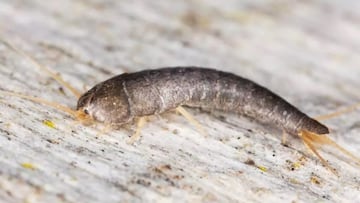 ¿Tienes ‘peces de plata’? Así puedes saber si tienes en casa el insecto que se come tus libros