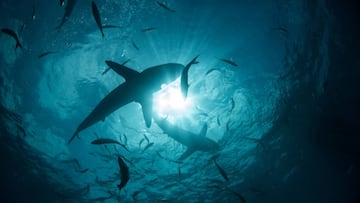Los surfistas australianos, preocupados: “Hay más tiburones que nunca”