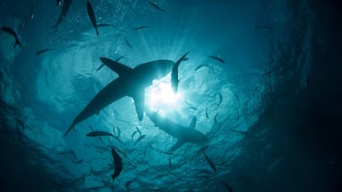 Resuelven el misterio del ‘Sharktober’: científicos descubren la razón por la que hay más ataques de tiburón en este mes