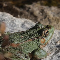 La mayor colonia de anfibios de Europa vive en la Comunidad de Madrid