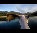 Enseña a volar a un pelícano y graba el vuelo sobre su pico