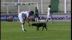 Perro interrumpe partido y se echa para que lo acaricien