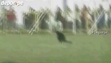 Insólito: Perro hace sus necesidades en plena cancha