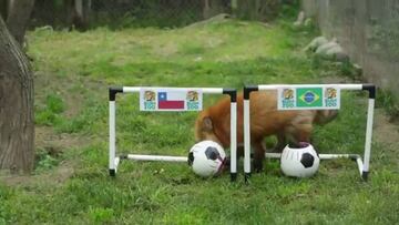 Zorro 'Zincha' ya hizo su predicción para Chile-Brasil