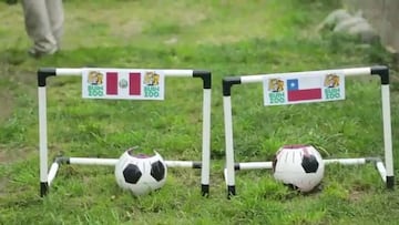 Zorro 'Zincha' ya eligió quién ganará el Clásico del Pacífico