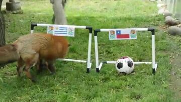 Zorro 'Zincha' dio su pronóstico para el duelo de la Roja