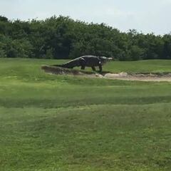 Un caimán gigante aparece ¡¡durante un torneo de golf!!