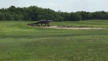 Un caimán gigante aparece ¡¡durante un torneo de golf!!