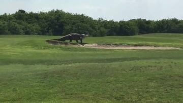 Un caimán gigante aparece ¡¡durante un torneo de golf!!