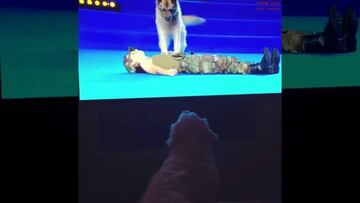 "Amor verdadero", el emotivo video de Alexis con su perro