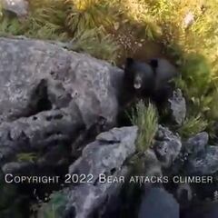 Un montañero se pelea con un oso a puñetazos