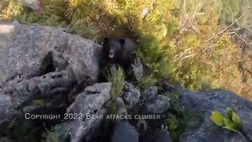Un montañero se pelea con un oso a puñetazos