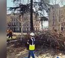 Comienza la tala de árboles protegidos por la UNESCO en Atocha por la ampliación de la línea 11 de Metro