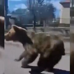 Graban el ataque de un oso a una persona en plena calle