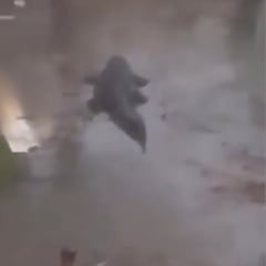 Parece una película de terror: un cocodrilo gigante por las calles en Florida