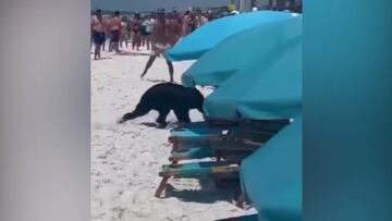 Un oso negro aparece en mitad de una playa repleta de ba?istas