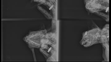 El gato que sufri車 el ataque por un flecha, apodado ※Suerte§, consigue sobrevivir