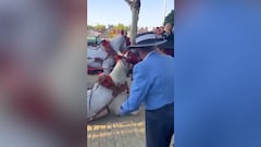 El vídeo de la vergüenza en la Feria de Sevilla: lo que hacen dos personas a un caballo exhausto