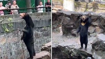 Un zoo de China tiene que salir a desmentir que este oso sea un humano disfrazado