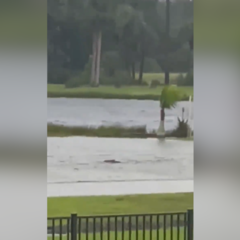 Surrealista: te asomas a tu ventana y ves a un tiburón nadando por tu calle