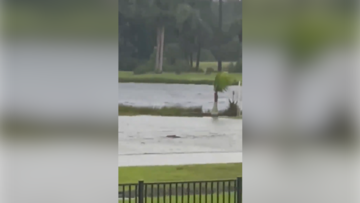 Surrealista: te asomas a tu ventana y ves a un tiburón nadando por tu calle