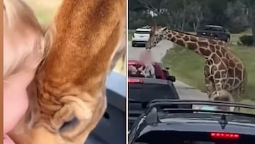 Una jirafa levanta con su boca a una niña de dos años