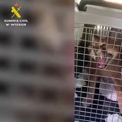 Un lince africano “potencialmente peligroso” y de espectaculares dientes se escapa de una casa de Marbella