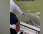 El fatal error de este pescador que mete la mano en el agua sin saber que hay un tiburón al lado