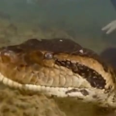 Descubren nueva especie de anaconda en el Amazonas