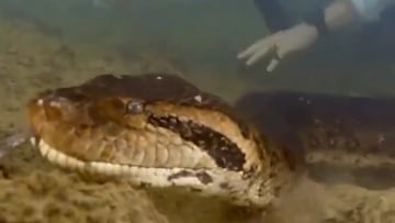 Descubren esta nueva especie de anaconda de aspecto monstruoso en el Amazonas