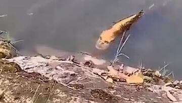 El pez que parece tener cara de humano