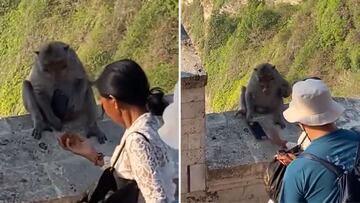 La negociación entre una turista y un mono tras haberle robado el teléfono