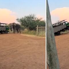 Un elefante ataca a un grupo de turistas en medio de un safari: pudo acabar muy mal