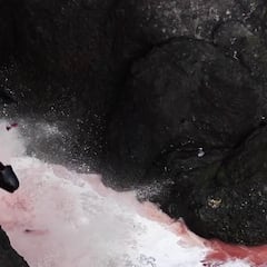 La masacre de delfines que hiere la sensibilidad de cualquiera que ame a un animal: imagen muy dura