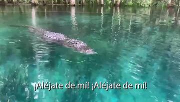 Del jabalí al calamar gigante: surfistas vs animales