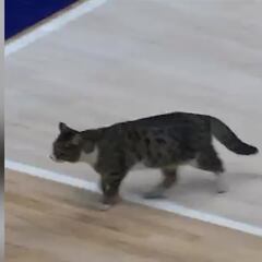 Momento surrealista en un partido del UCAM Murcia: un animal amenazó con detener el partido