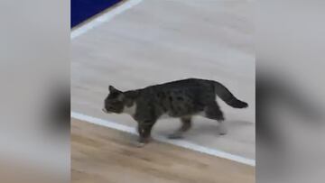 Momento surrealista en un partido del UCAM Murcia: un animal amenazó con detener el partido