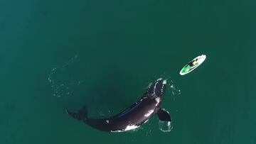 Una ballena se acerca a un paddle surfista y lo que ocurre se hace viral en las redes
