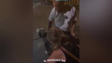 Un perro aparece en Murcia tras caer de un barco que iba a Ibiza