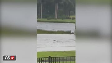 Video of alligator in Florida floodwaters