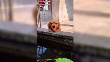 Un perro sorprende ayudando a un pez y lo devuelve al agua con la boca