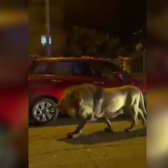 Un león campa a sus anchas por la calle tras escaparse de un circo