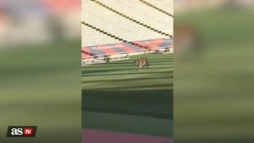 Barcelona’s AI video has fans purring