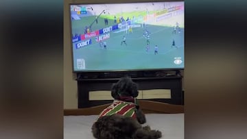 El video viral de un perro que festeja el gol de su equipo en la T.V.